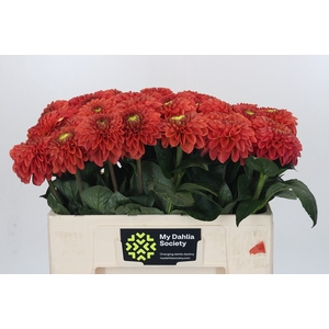Dahlia Orange Fox