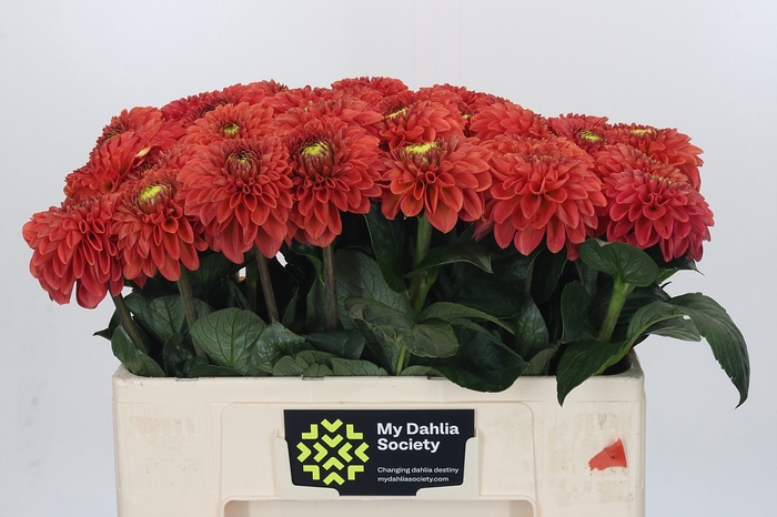 Dahlia Orange Fox
