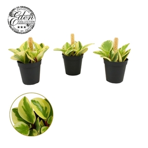 Peperomia Obtipan Bicolor 5,5cm