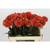 Dahlia Orange Fox