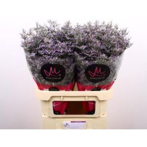 Lim. Saf Lilac