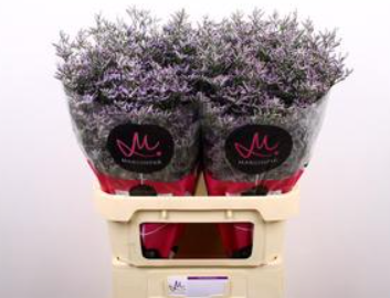<h4>Lim. Saf Lilac</h4>