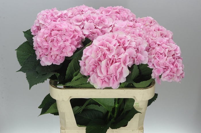 <h4>Hyd Verena Pink Pale</h4>