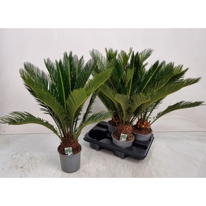 CYCAS REVOLUTA