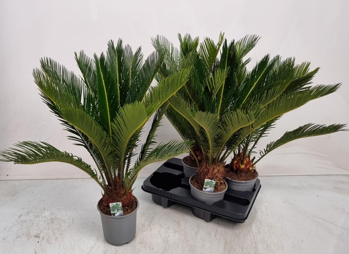 <h4>CYCAS REVOLUTA</h4>