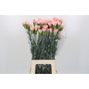 Dianthus St Sarah Pink