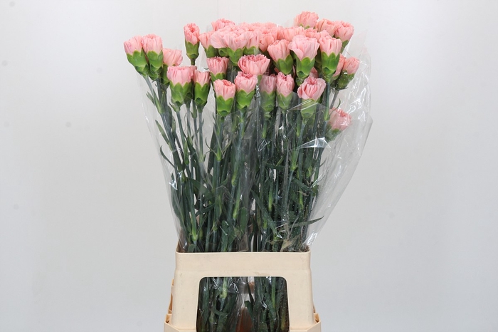 Dianthus St Sarah Pink