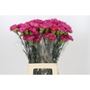 Dianthus St Bernard
