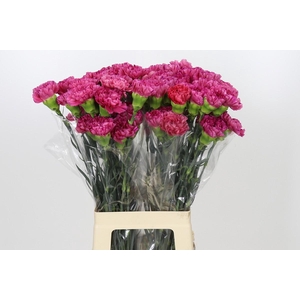 Dianthus St Bernard