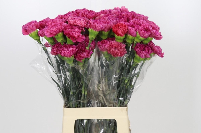 <h4>Dianthus St Bernard</h4>