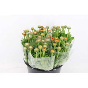 Calendula Orange