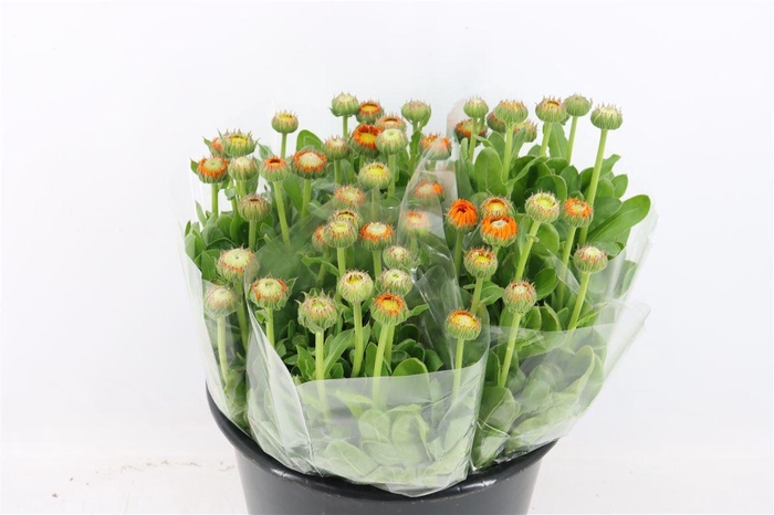 <h4>Calendula Orange</h4>