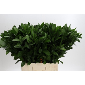 Ruscus Hypophyllum