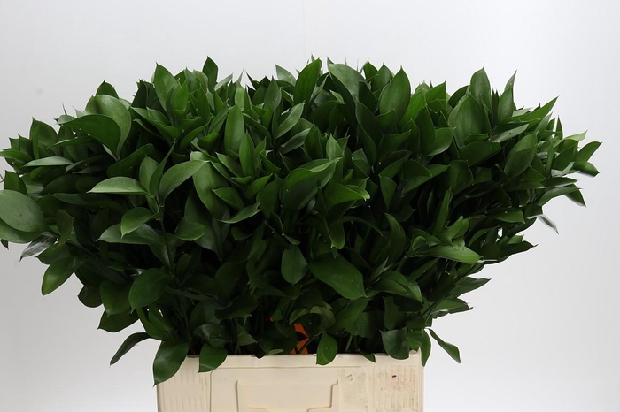 <h4>Ruscus Hypophyllum</h4>