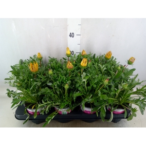 Gazania rig. 'Big Kiss'   ...mix