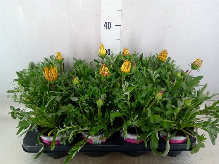 <h4>Gazania rig. 'Big Kiss'   ...mix</h4>