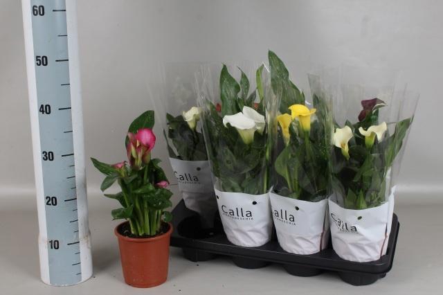 <h4>ZANT GEM 5 KL</h4>