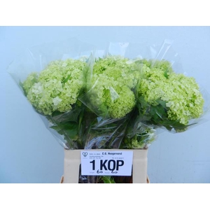 VIBURNUM ROSEUM ST