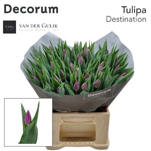 <h4>TU EN DESTINATION</h4>
