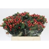 Hypericum True Romance