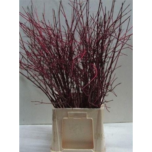 Cornus Alba Sibirica Vertakt