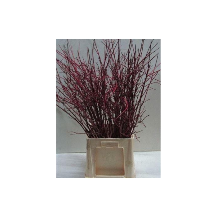 <h4>Cornus Alba Sibirica Vertakt</h4>