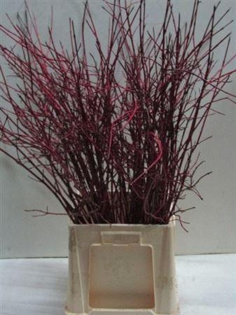 <h4>Cornus Alba Sibirica Vertakt</h4>