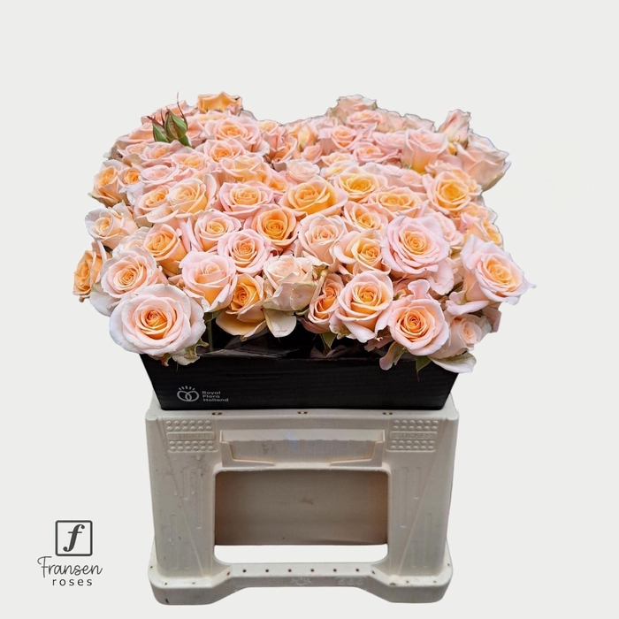 <h4>Rosa TR 'Morning Star' FRANSEN</h4>