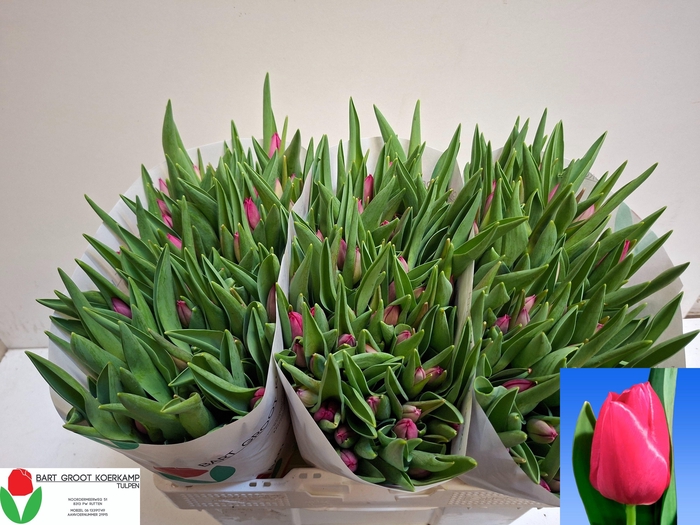 <h4>TU EN PINK ARDOUR</h4>