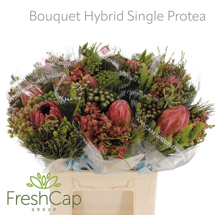 <h4>Bouquet Hybrid Single Protea</h4>