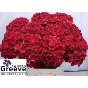 Hydr M Mag Rubyred 80cm