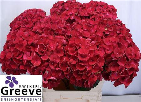 <h4>Hydr M Mag Rubyred 80cm</h4>