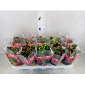 Kalanchoe blos.   ..rosebud mix  5