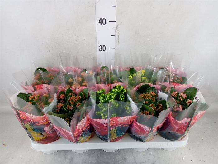 <h4>Kalanchoe blos.   ..rosebud mix  5</h4>