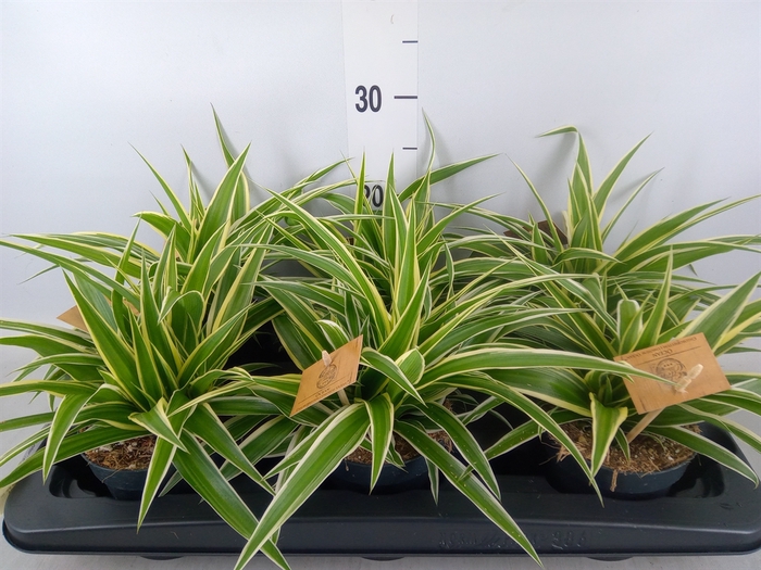 <h4>Chlorophytum com. 'Ocean'</h4>