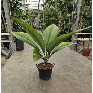 Johannesteijsmannia jasmaniana