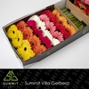 Gerbera GB Mix Decorum