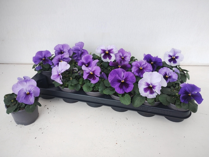 <h4>VIO WI DP LA BL SHAD</h4>