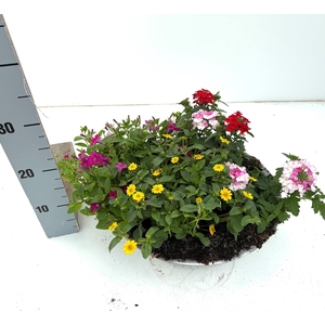 PERKPL GEM IN POT