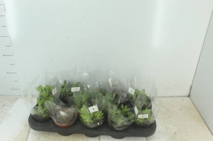 <h4>SUCULENTAS P11</h4>