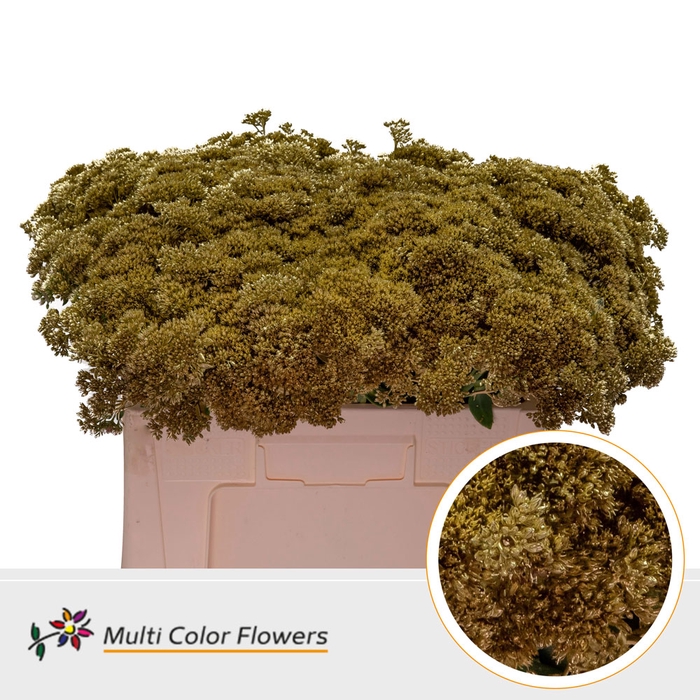 <h4>Sedum Goud</h4>