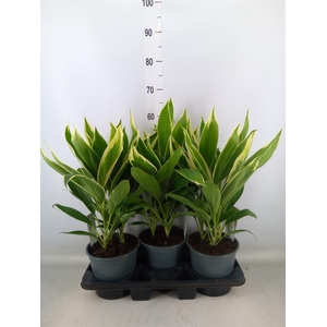 Cordyline fruti. 'Conga'