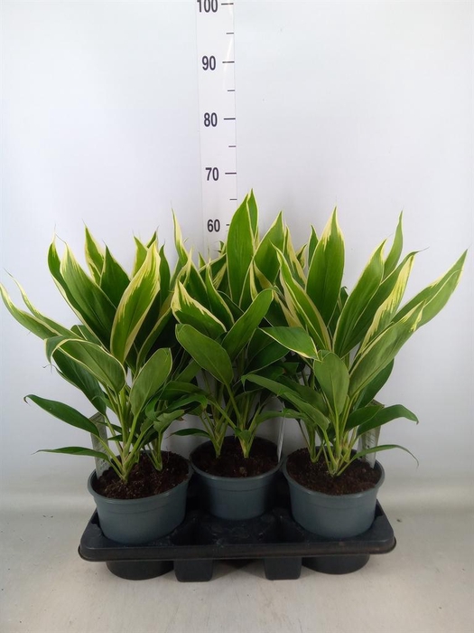 <h4>Cordyline fruti. 'Conga'</h4>