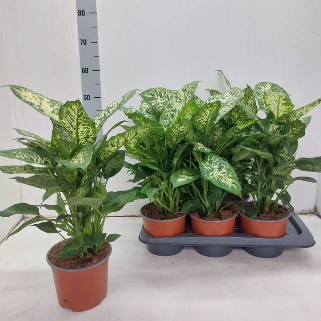 <h4>Dieffenbachia  'Compacta'</h4>