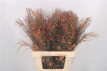 <h4>Ginster Orange Per Bunch</h4>