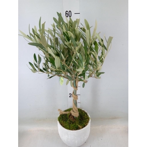 Arr.   Tuinplanten H%