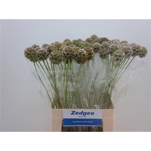 Scabiosa Stellata Seeds