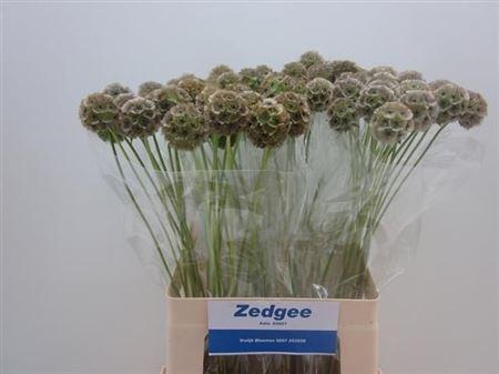 Scabiosa Stell Zaaddoos