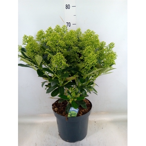 Skimmia jap. 'Finchy'