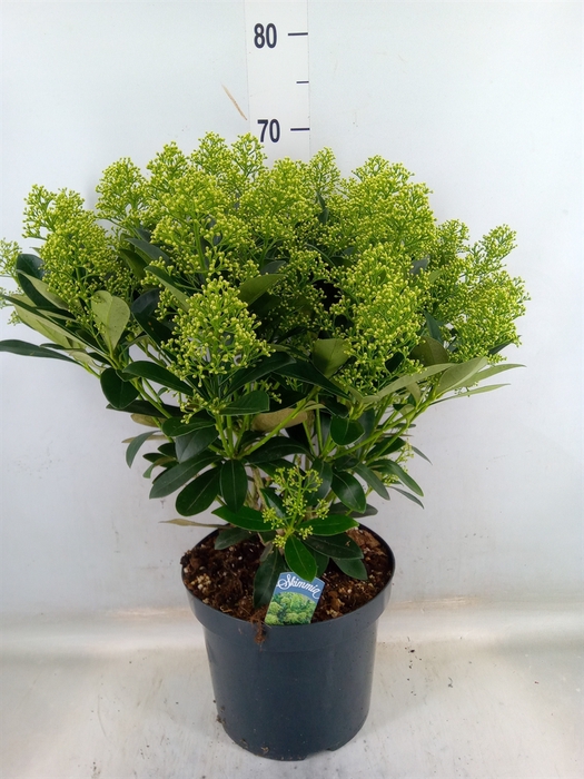 <h4>Skimmia jap. 'Finchy'</h4>